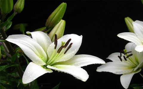 Tên và ý nghĩa một số loài hoa thường gặp ở Đà Lạt